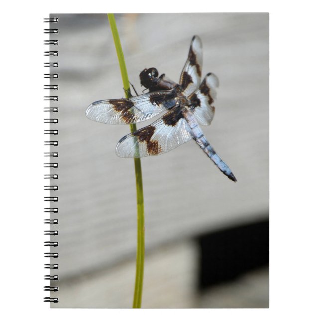 Brown Dragonfly Notebook Journal (Front)