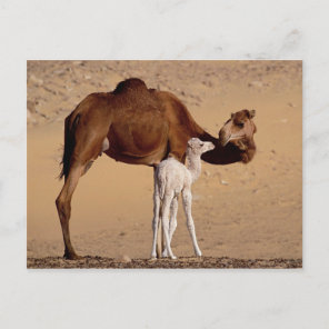Brown Dromedary Mother Camel and White Calf Postcard