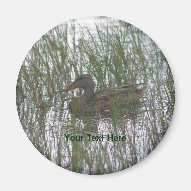 Brown Duck Nature Photography Magnet (Front)