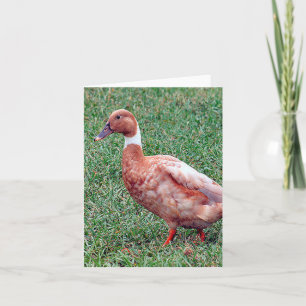 Brown Duck Photo Folded Note Card