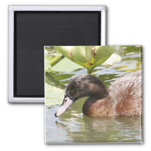 Brown Duck Photo Square Magnet