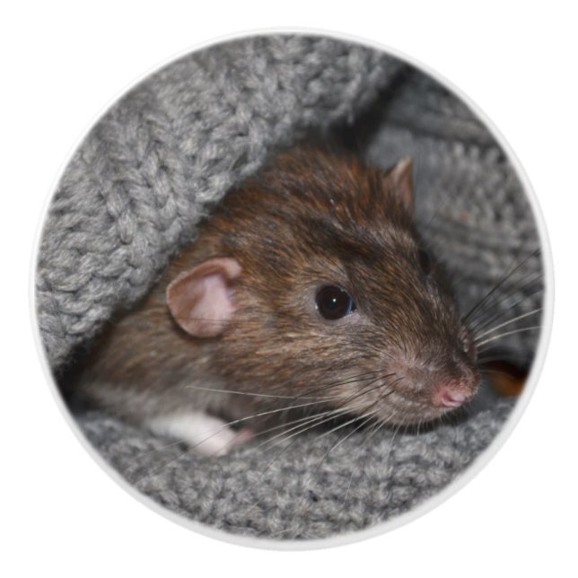 Brown Dumbo Rat Dresser Knob (Front)
