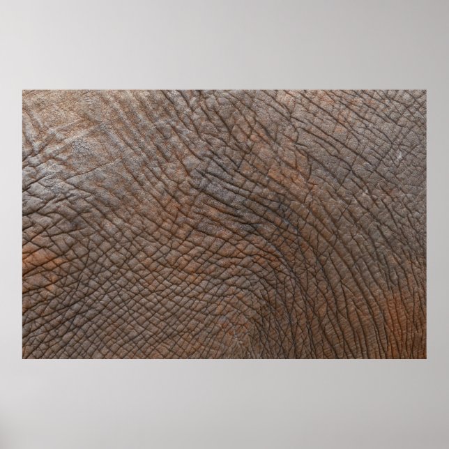 Brown elephant in close up photography poster (Front)