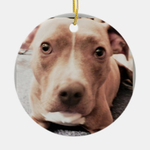 BROWN EYED PIT DOG ornament