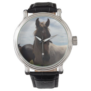 Brown Face Arab Horse, Watch