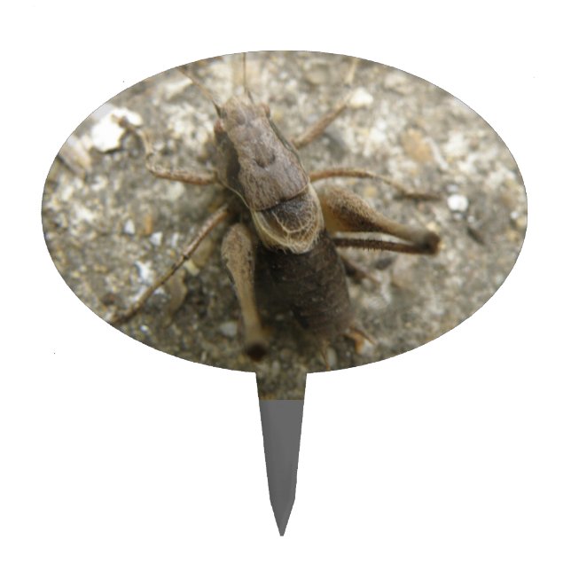 Brown Field Cricket Cake Pick (Front)