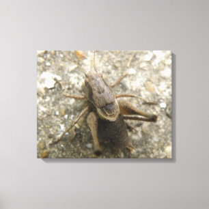 Brown Field Cricket Canvas Print