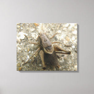 Brown Field Cricket Canvas Print