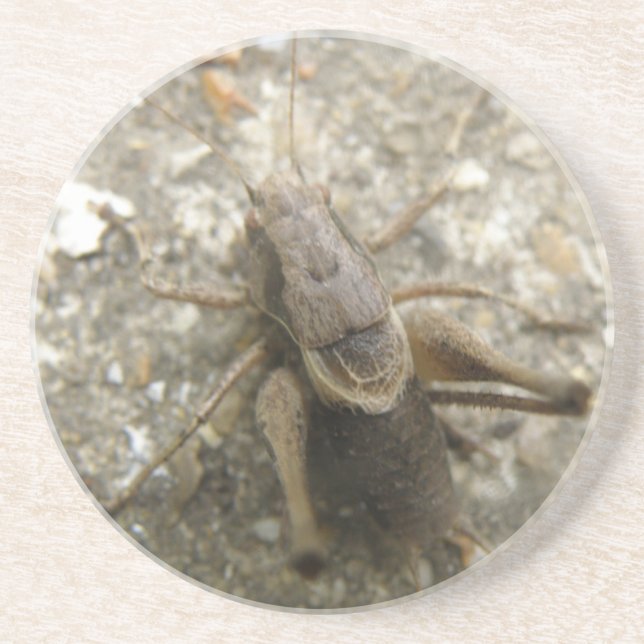 Brown Field Cricket Coasters (Front)