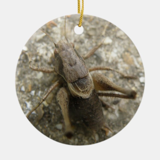 Brown Field Cricket Ornament (Front)