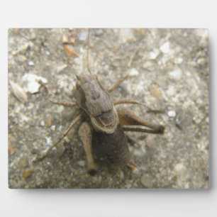 Brown Field Cricket Plaque