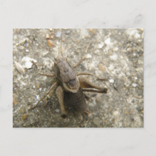 Brown Field Cricket Postcard