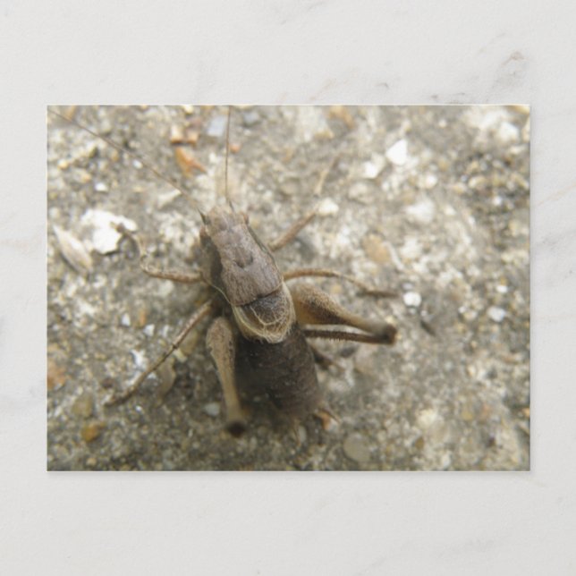 Brown Field Cricket Postcard (Front)