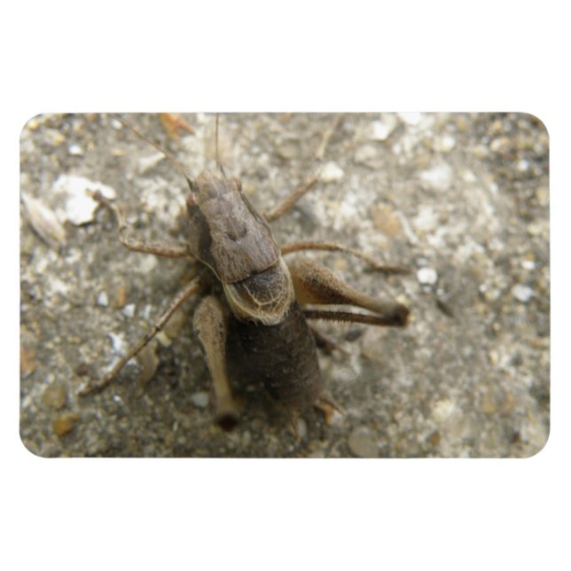 Brown Field Cricket Premium Magnet (Horizontal)