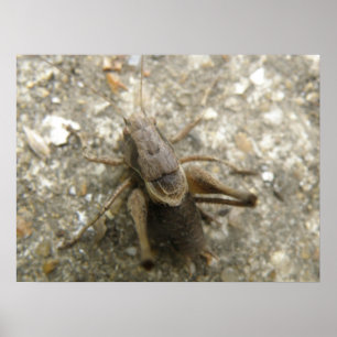 Brown Field Cricket Print