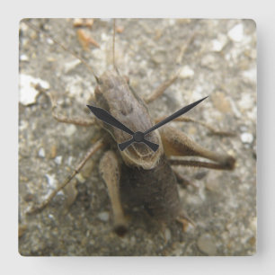 Brown Field Cricket Wall Clock