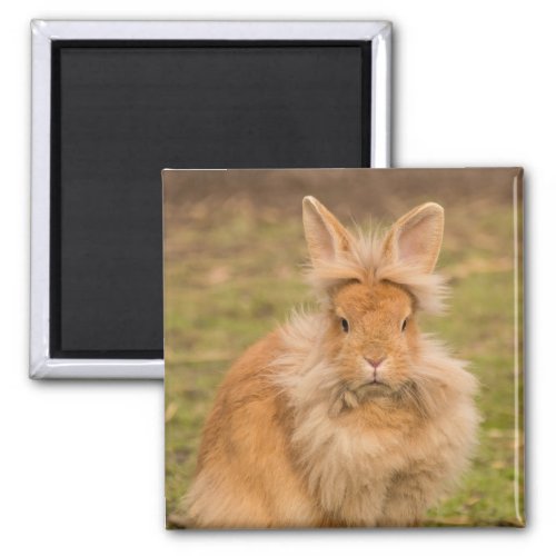 Brown Fluffy Lionhead Dwarf Bunny Rabbit Magnet