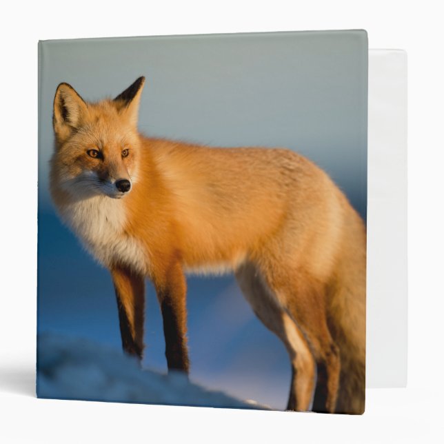 Brown Fox 3 Ring Binder (Front/Inside)