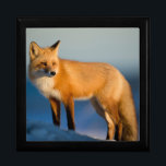 Brown Fox Jewelry Box<br><div class="desc">Beautiful photo of a brown fox on a snow field. Lanoka Harbor, Berkeley Township. A great gift for any fox lover. Photo by Ray Hennessy.</div>