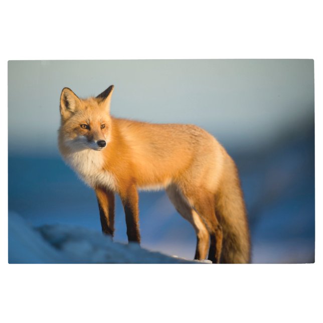 Brown Fox Metal Print (Front)