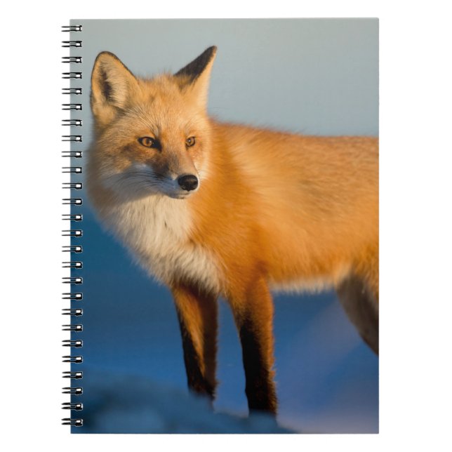 Brown Fox Notebook (Front)