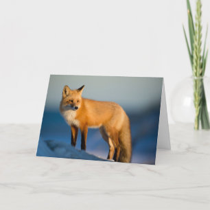 Brown Fox Thank You Card