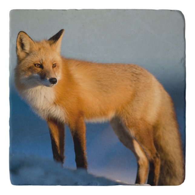 Brown Fox Trivet (Front)