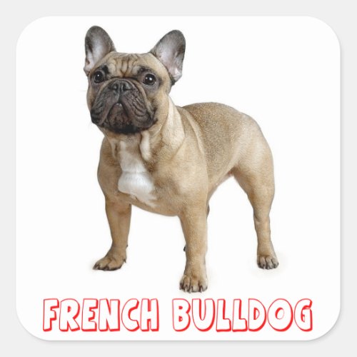 Brown French Bulldog Puppy Dog Red Square Sticker