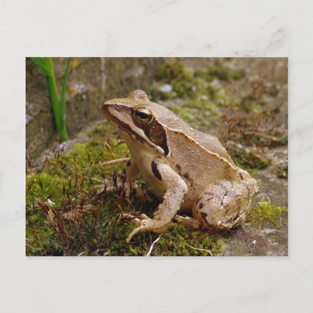 Brown frog close up postcard (Front)