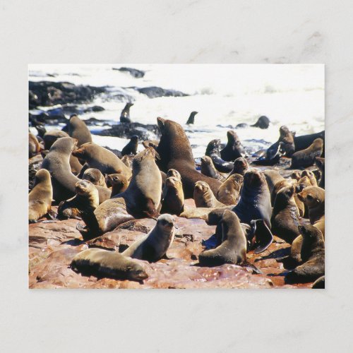Brown Fur Seal Colony in Namibia Postcard