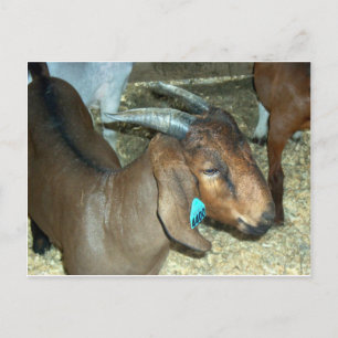 Brown Goat Postcard