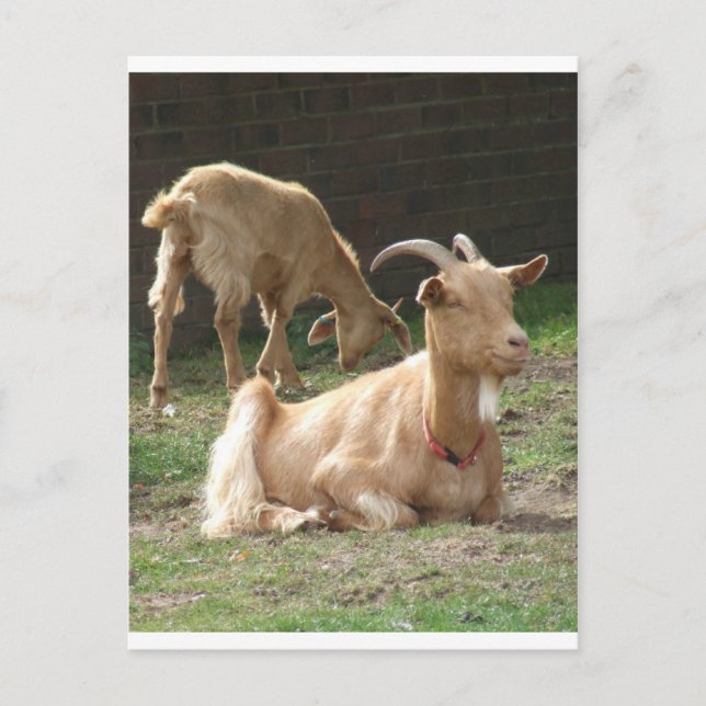 Brown Goat Postcard (Front)