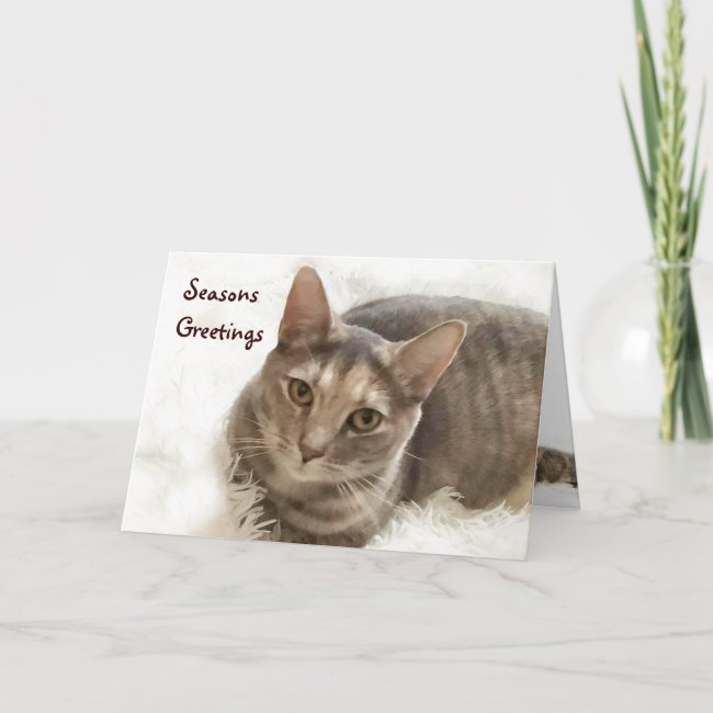 Brown Gray Tabby Cat Seasons Greetings Card