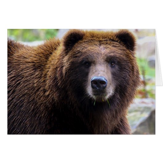 Brown Grizzly Bear Cards (Front Horizontal)