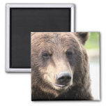 Brown Grizzly Bear Magnet at Zazzle