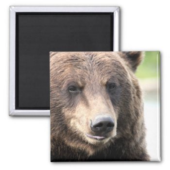 Brown Grizzly Bear Magnet by HappyWishingWell at Zazzle