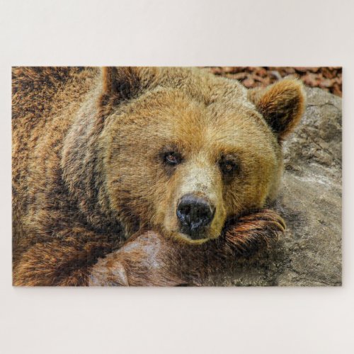 Brown grizzly bear photo jigsaw puzzle