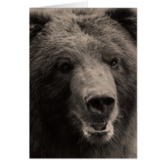 Brown Grizzly Bear Wildlife Photo (Front)
