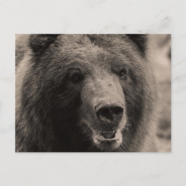 Brown Grizzly Bear Wildlife Photo Postcard (Front)