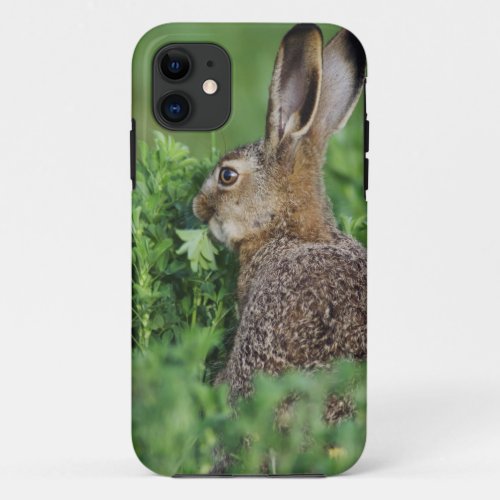 Brown Hare Lepus europaeus young eating iPhone 11 Case