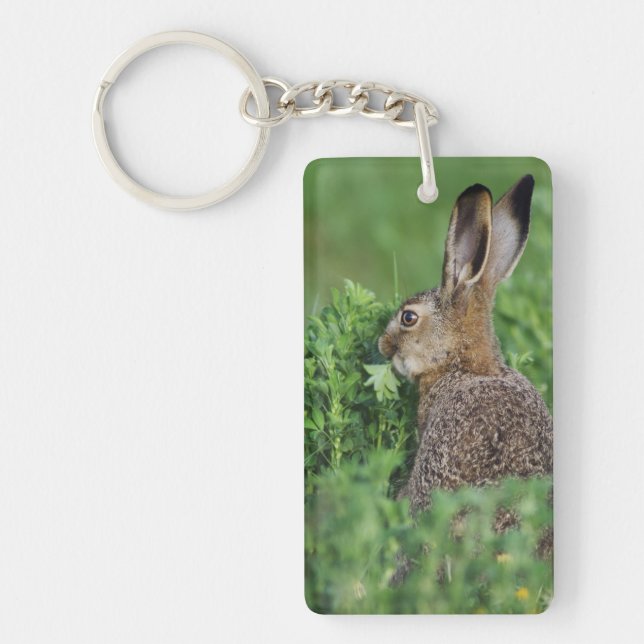 Brown Hare, Lepus europaeus, young eating, Keychain (Front)