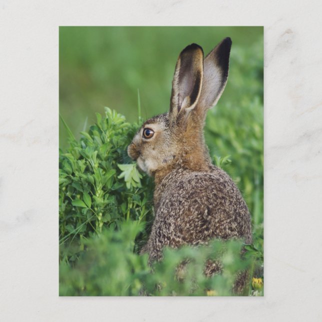 Brown Hare, Lepus europaeus, young eating, Postcard (Front)