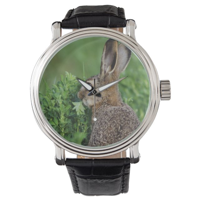 Brown Hare, Lepus europaeus, young eating, Watch (Front)