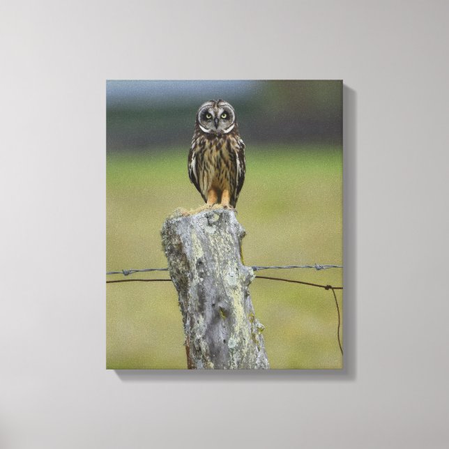 Brown Hawaiian Owl Sitting on a Fence Post Canvas Print (Front)
