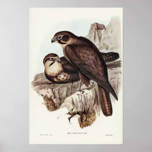 Brown Hawk by Elizabeth Gould Poster