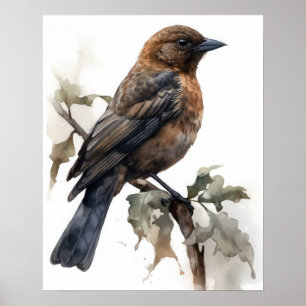 Brown Headed Cowbird Bird Art Print Poster