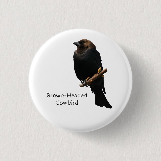 Brown-Headed Cowbird Button (Front)