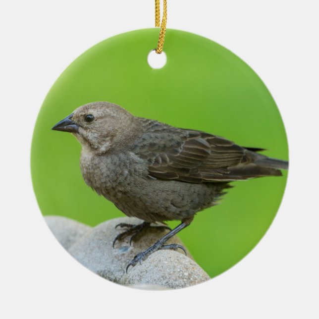 Brown Headed Cowbird Ceramic Ornament (Front)