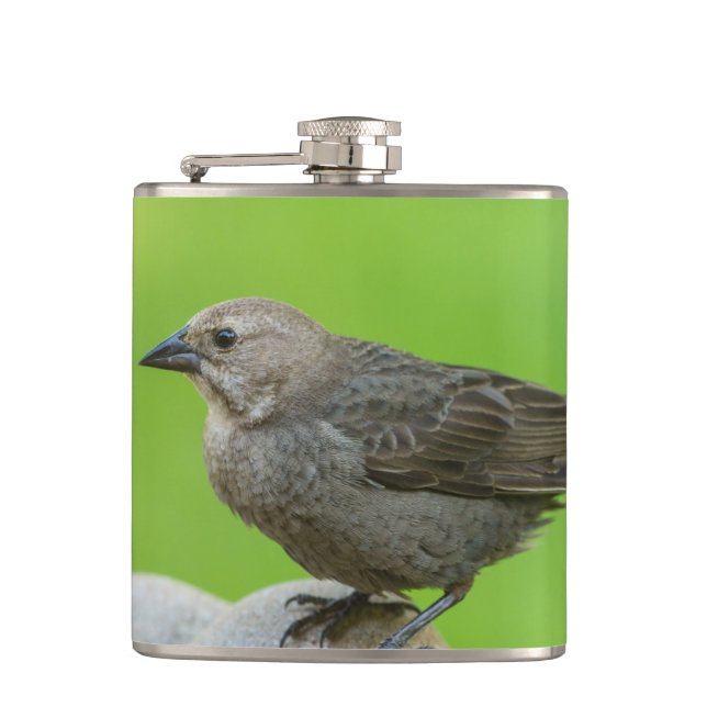 Brown Headed Cowbird Flask (Front)