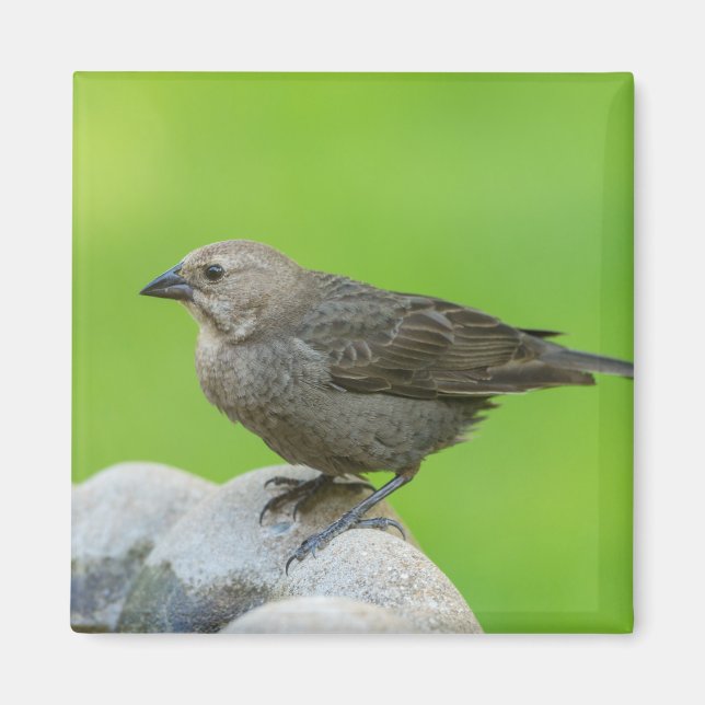Brown Headed Cowbird Magnet (Front)